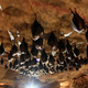 The hope is that airborne DNA collection could expand the field of environmental DNA.